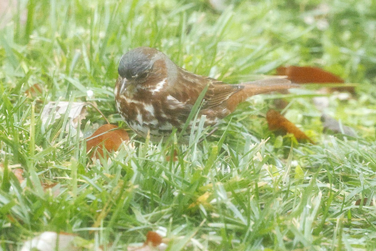 Fox Sparrow (Red) - ML646251817