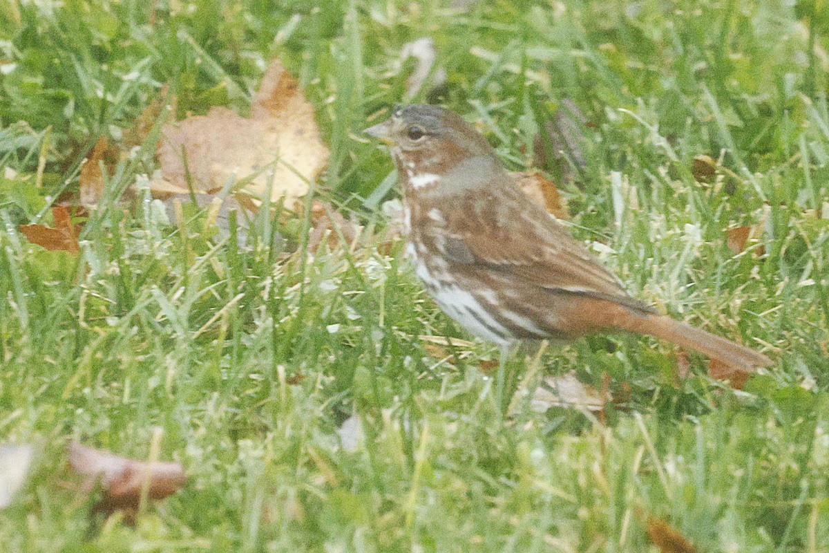 Fox Sparrow (Red) - ML646251818