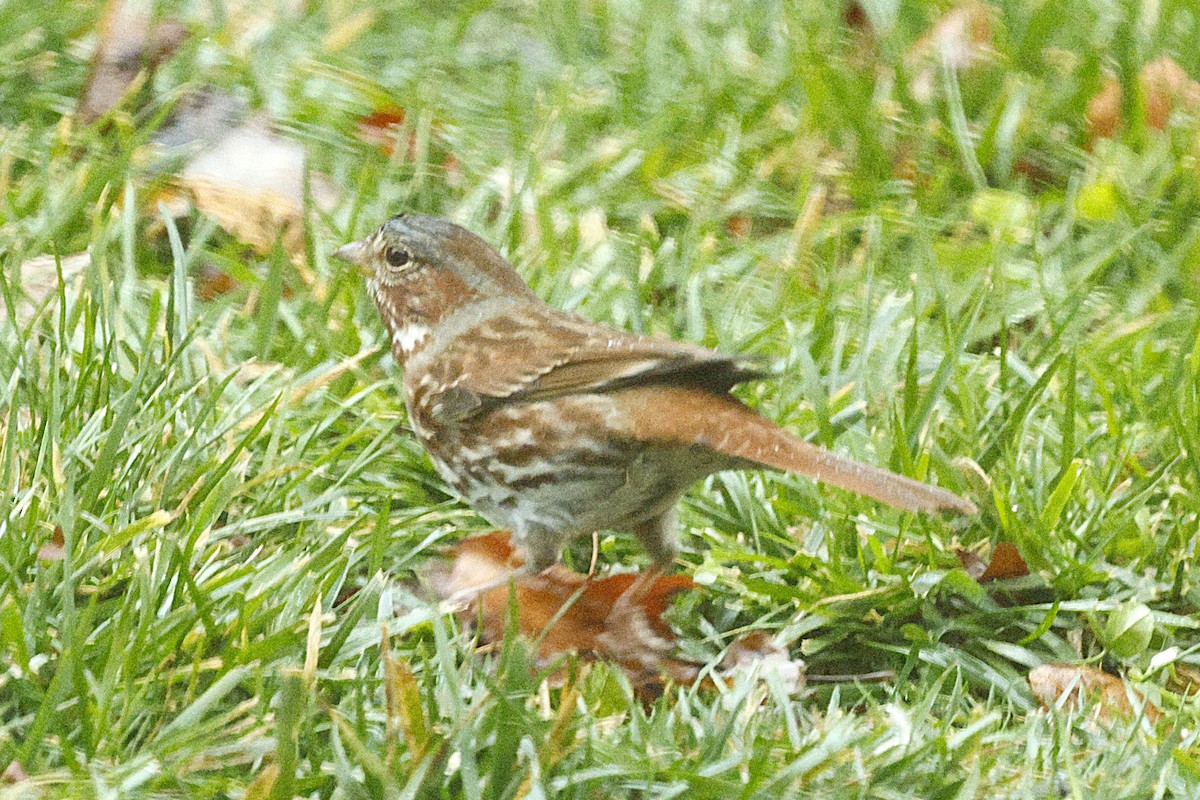 Fox Sparrow (Red) - ML646251819