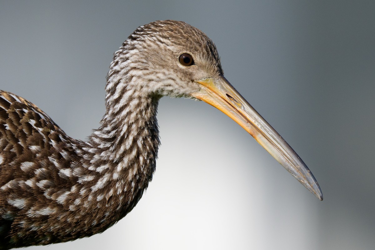 Limpkin - ML646251826