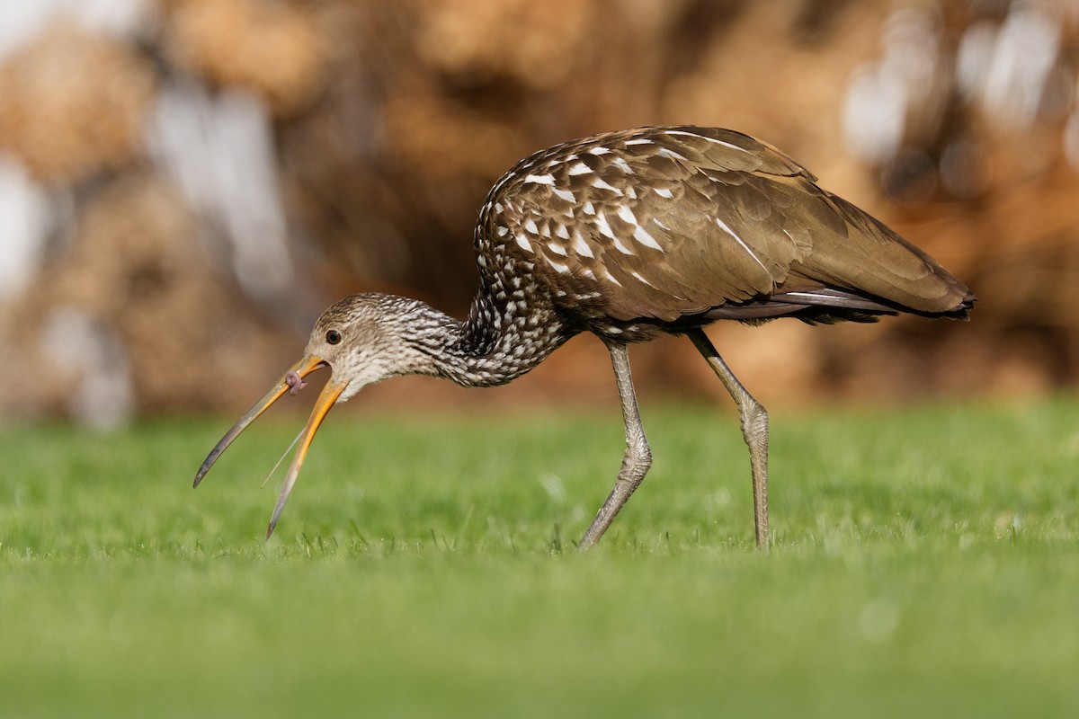 Limpkin - ML646251827