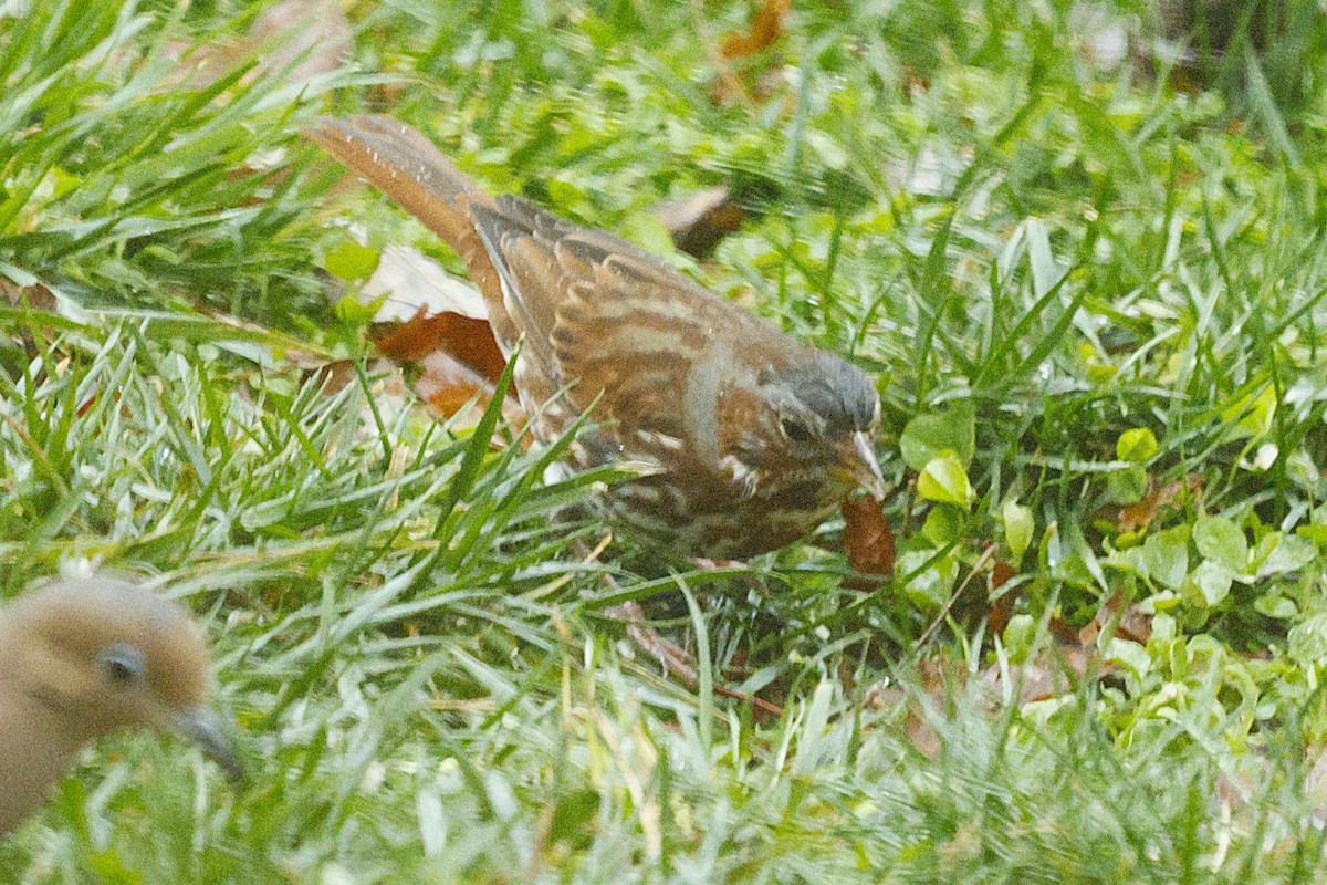 Fox Sparrow (Red) - ML646251828