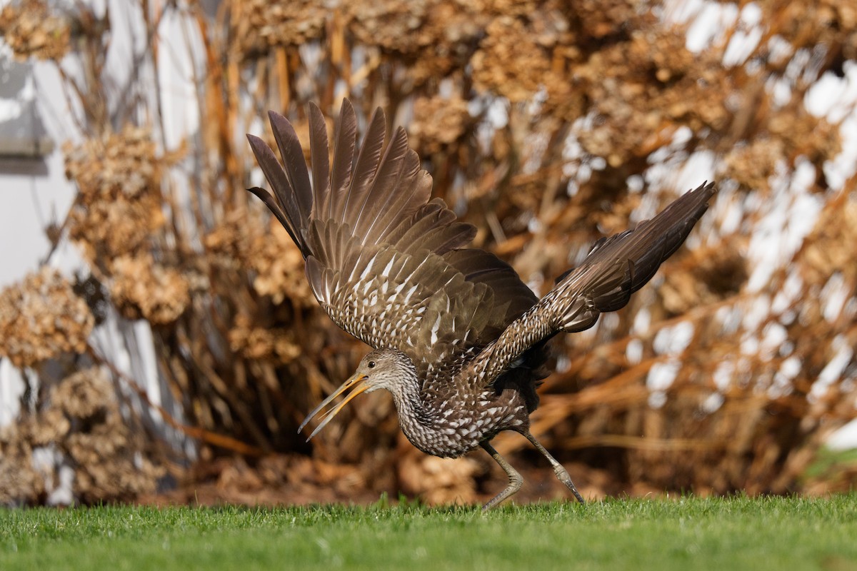 Limpkin - ML646251830
