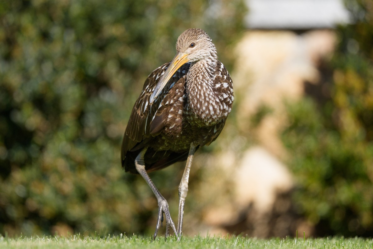 Limpkin - ML646251831