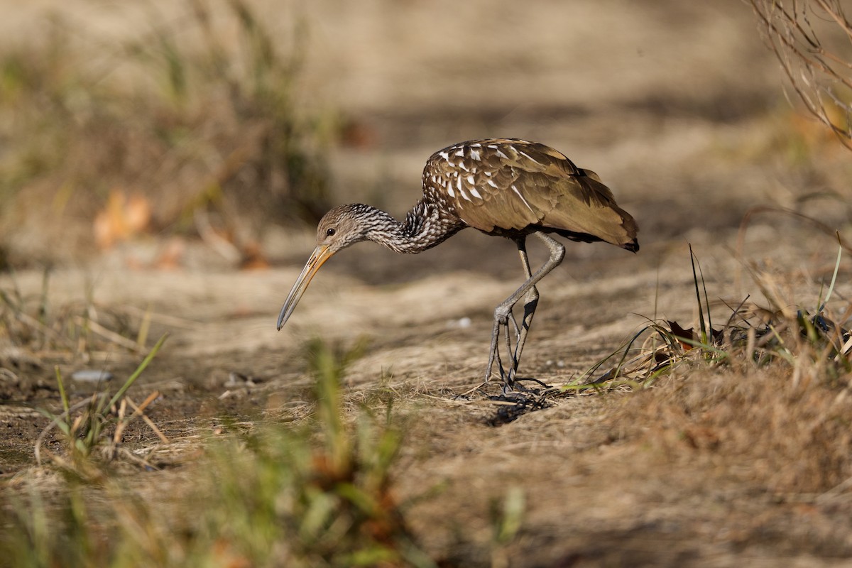 Limpkin - ML646251832