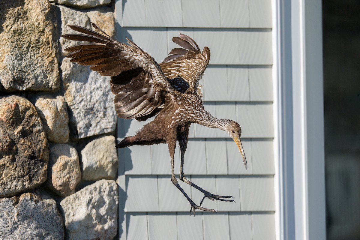 Limpkin - ML646251833