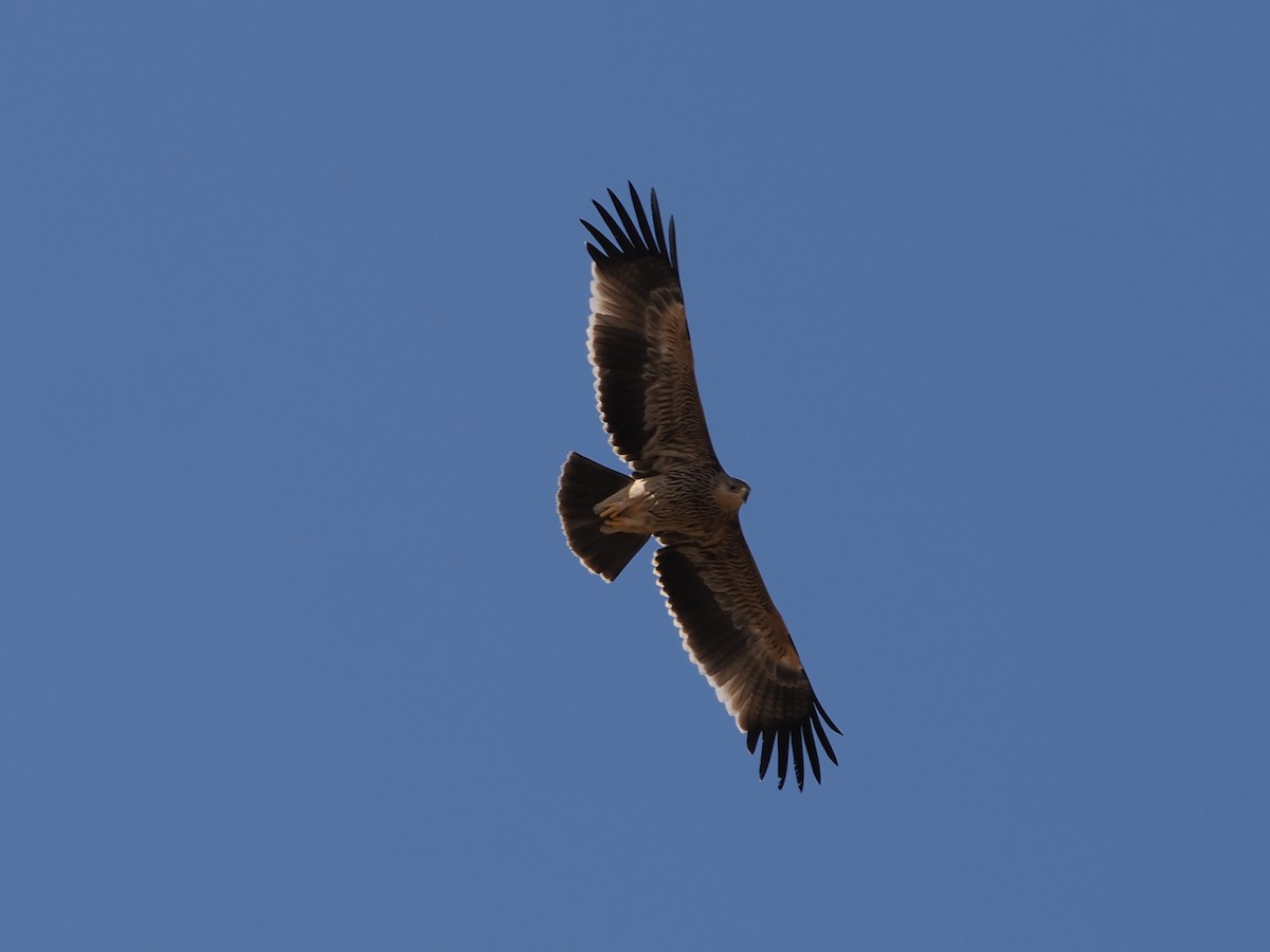 Imperial Eagle - ML646251834