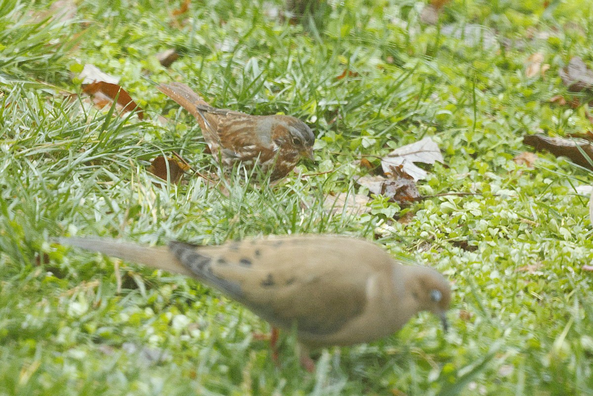 Fox Sparrow (Red) - ML646251836