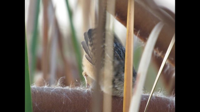 Sedge Wren - ML646251837