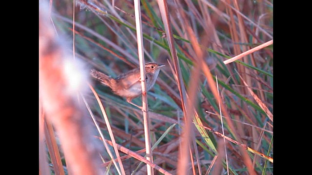 Sedge Wren - ML646251838