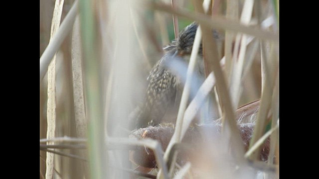 Sedge Wren - ML646251839