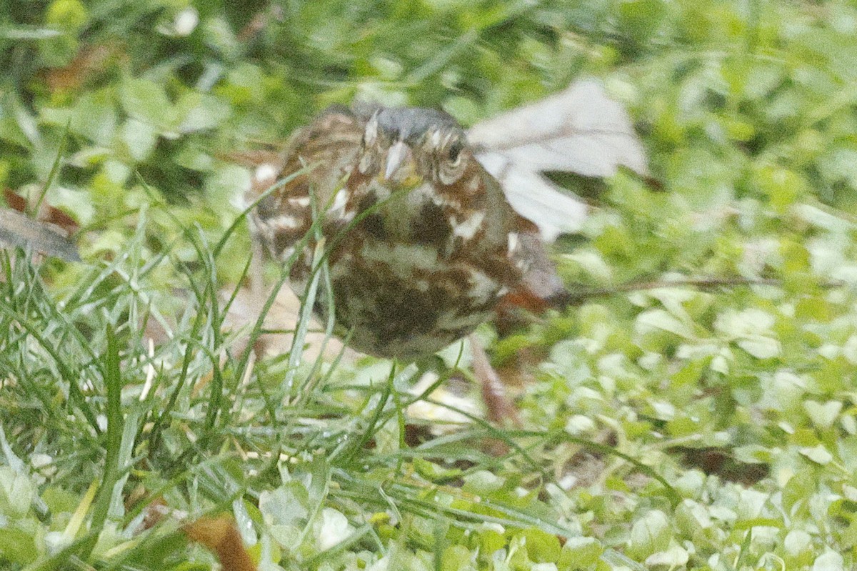 Fox Sparrow (Red) - ML646251840