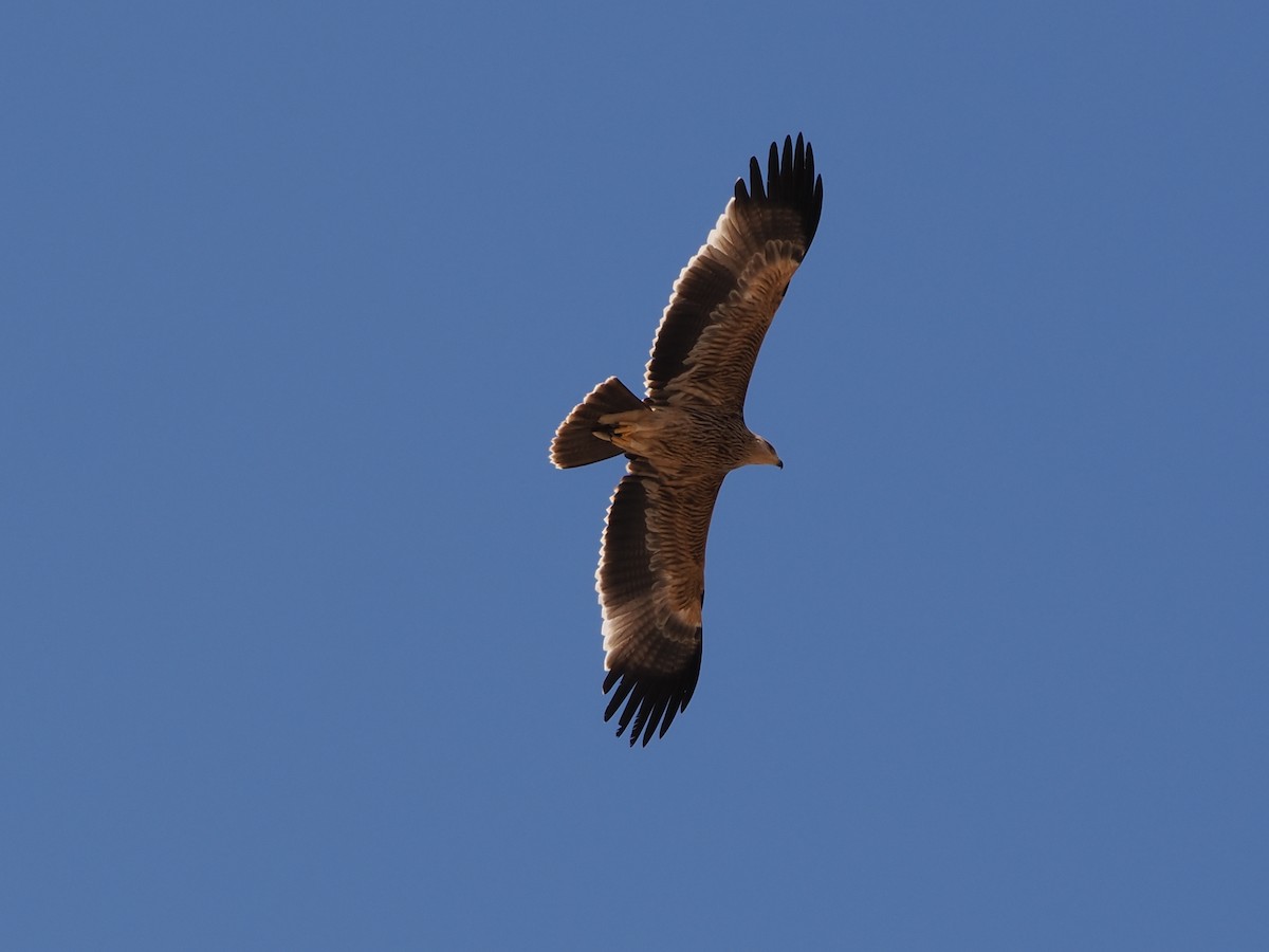 Imperial Eagle - ML646251843