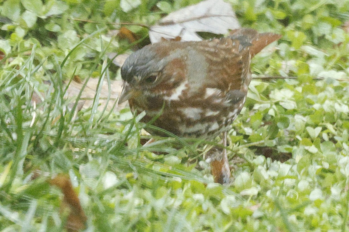 Fox Sparrow (Red) - ML646251844