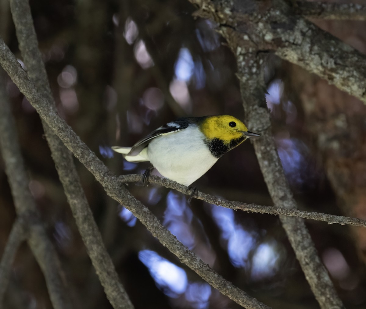 Hermit Warbler - ML646251845