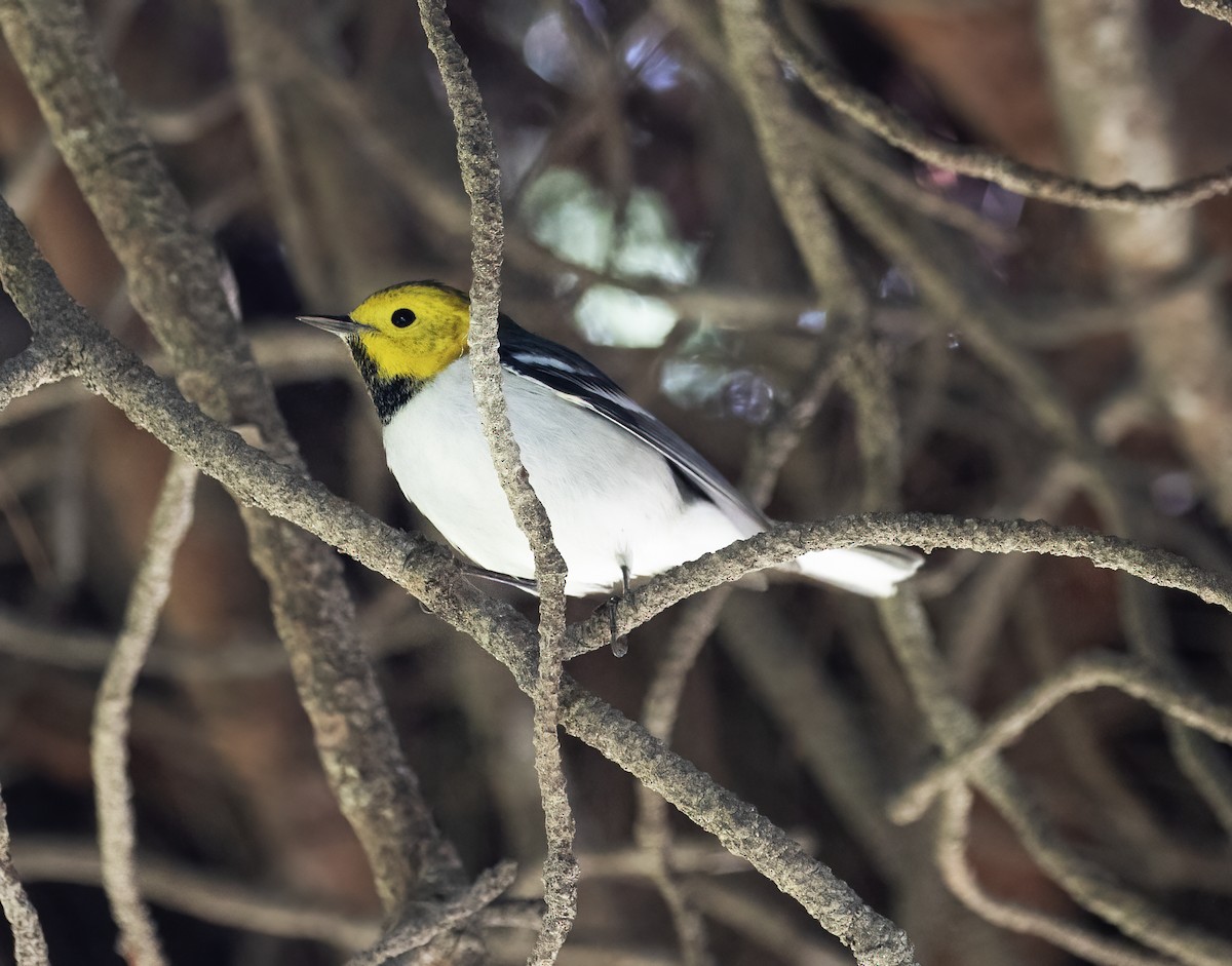 Hermit Warbler - ML646251846