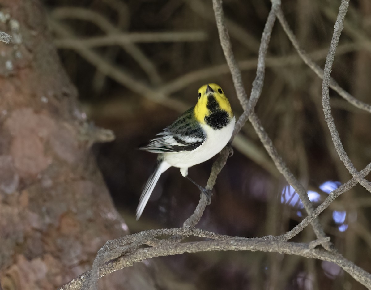 Hermit Warbler - ML646251847