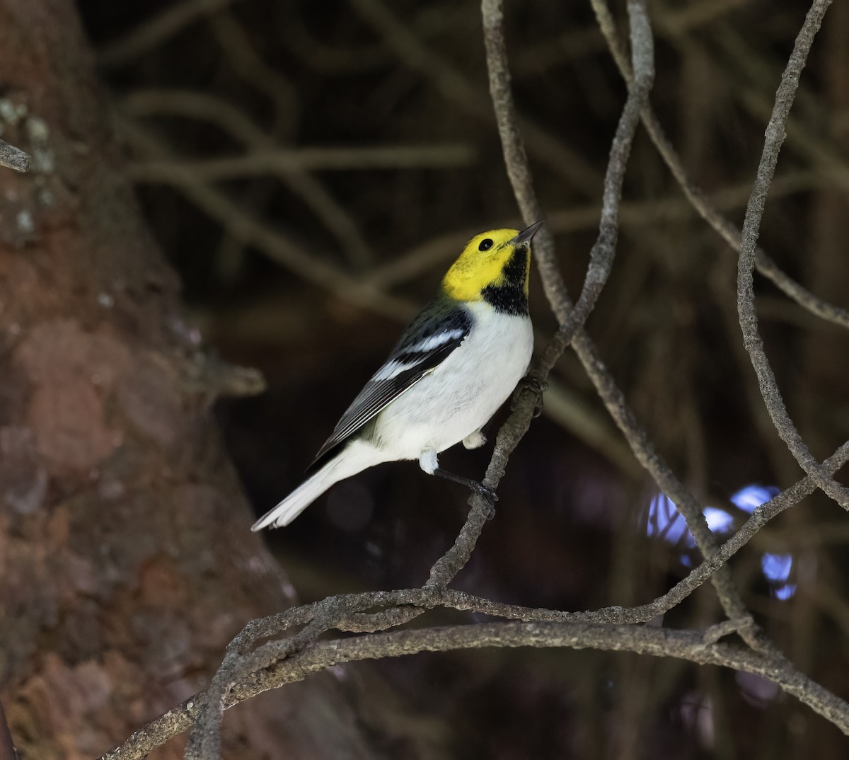 Hermit Warbler - ML646251848