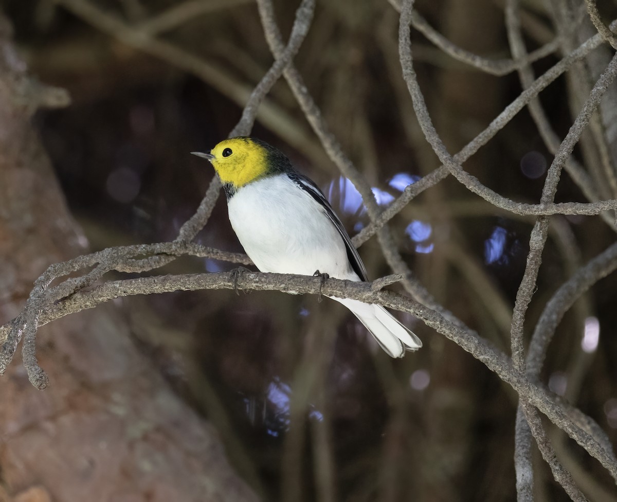 Hermit Warbler - ML646251849