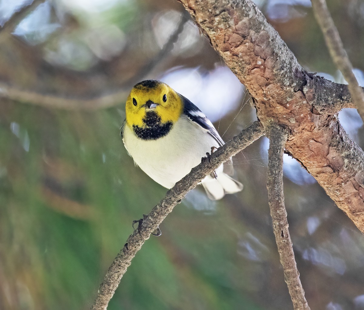 Hermit Warbler - ML646251850