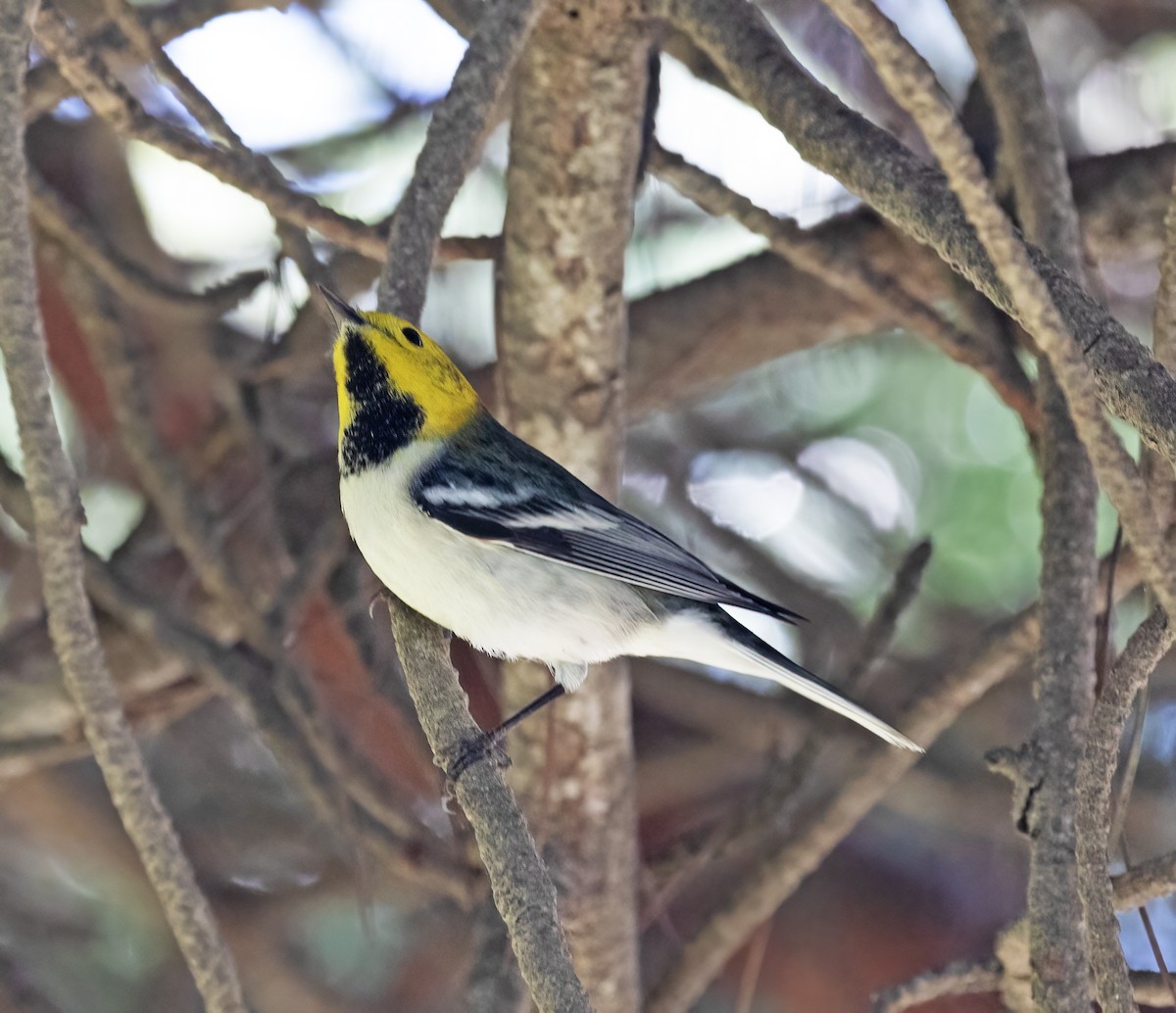 Hermit Warbler - ML646251851