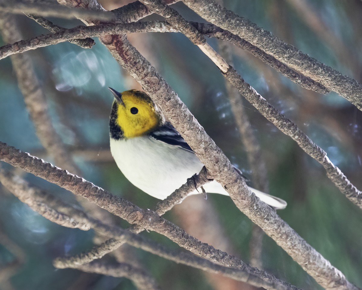 Hermit Warbler - ML646251852