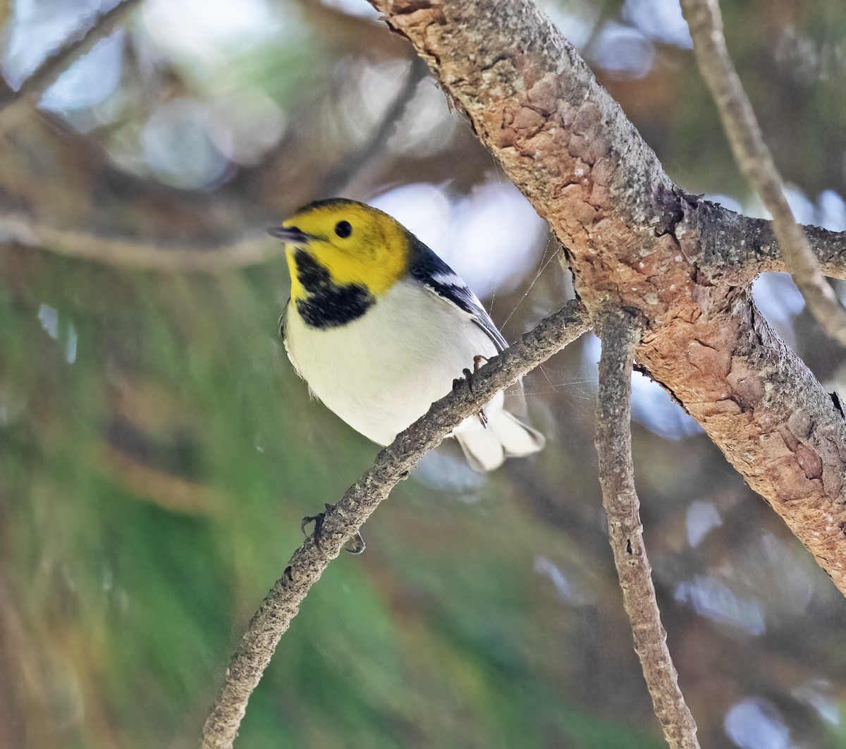 Hermit Warbler - ML646251853