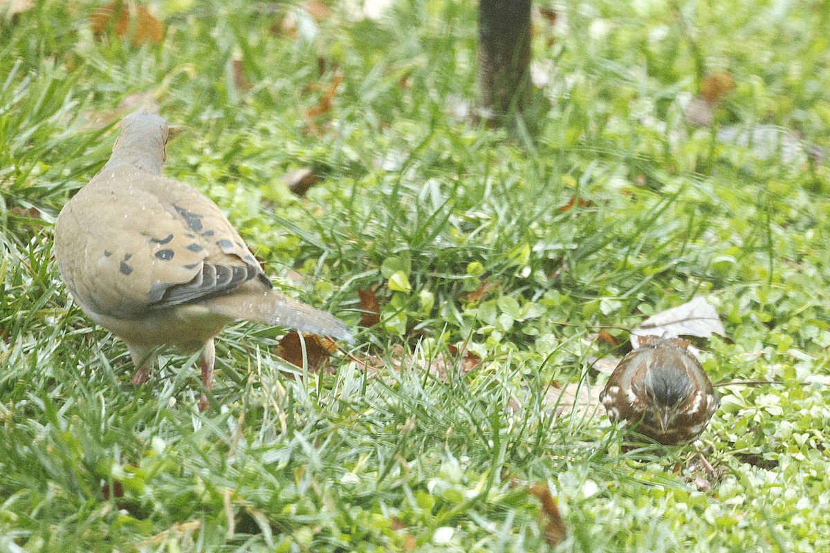 Fox Sparrow (Red) - ML646251854