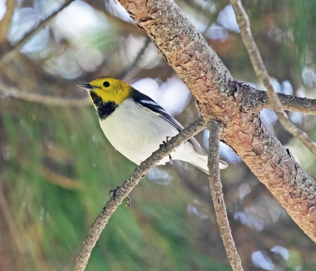 Hermit Warbler - ML646251855