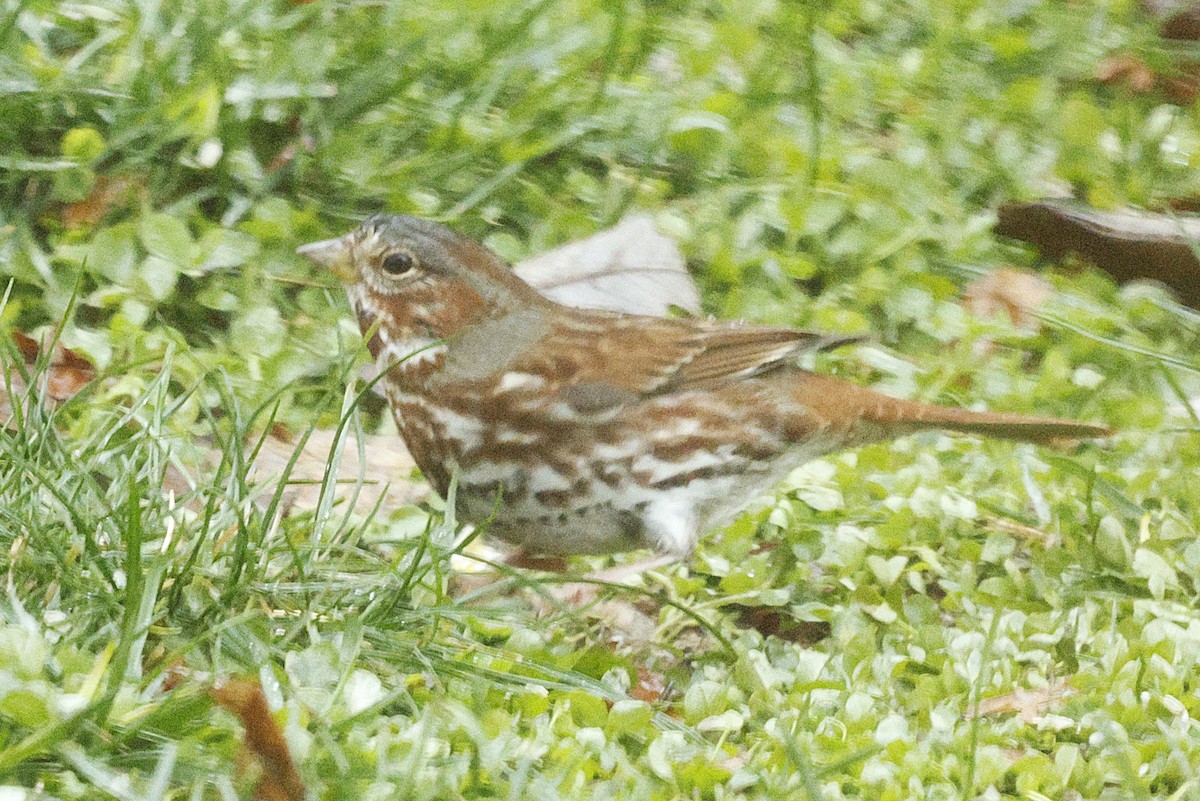 Fox Sparrow (Red) - ML646251856