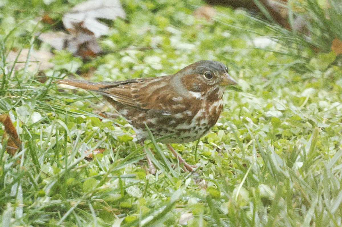 Fox Sparrow (Red) - ML646251858