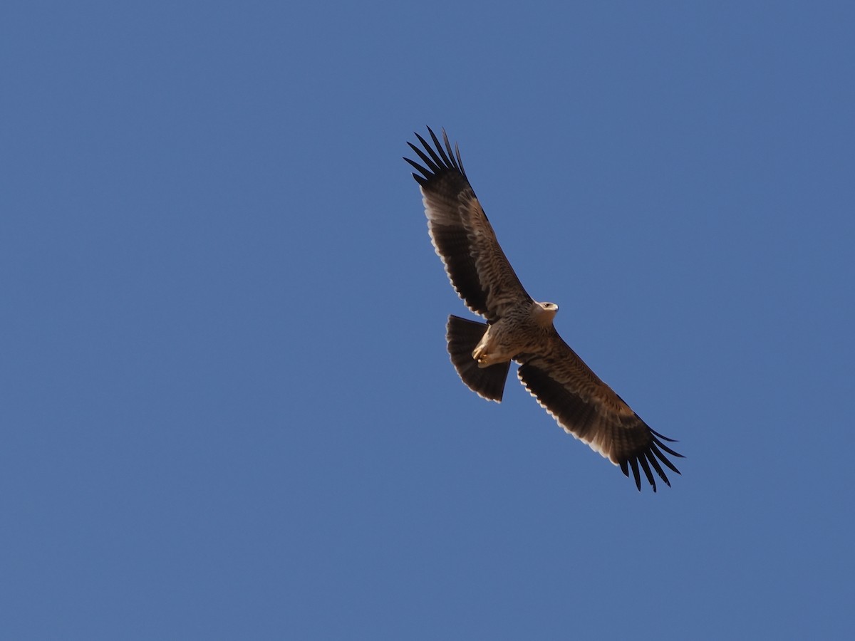 Imperial Eagle - ML646251859