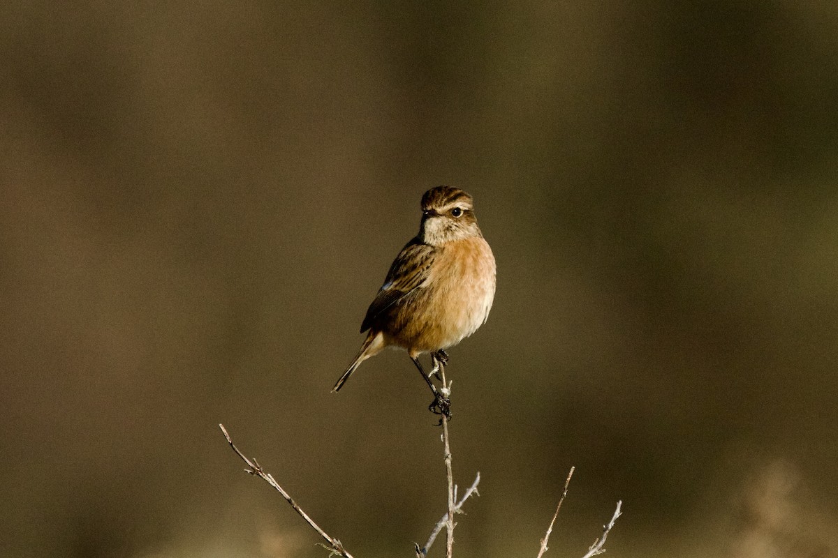 European Stonechat - ML646251860