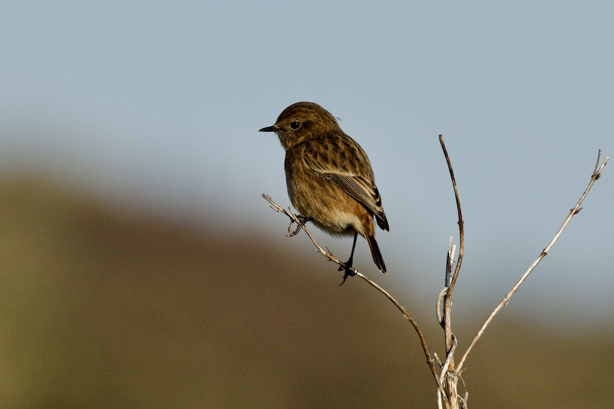 European Stonechat - ML646251861