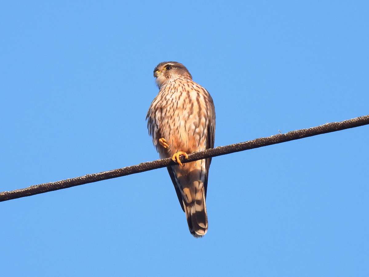 Boz Doğan (columbarius) - ML646251865