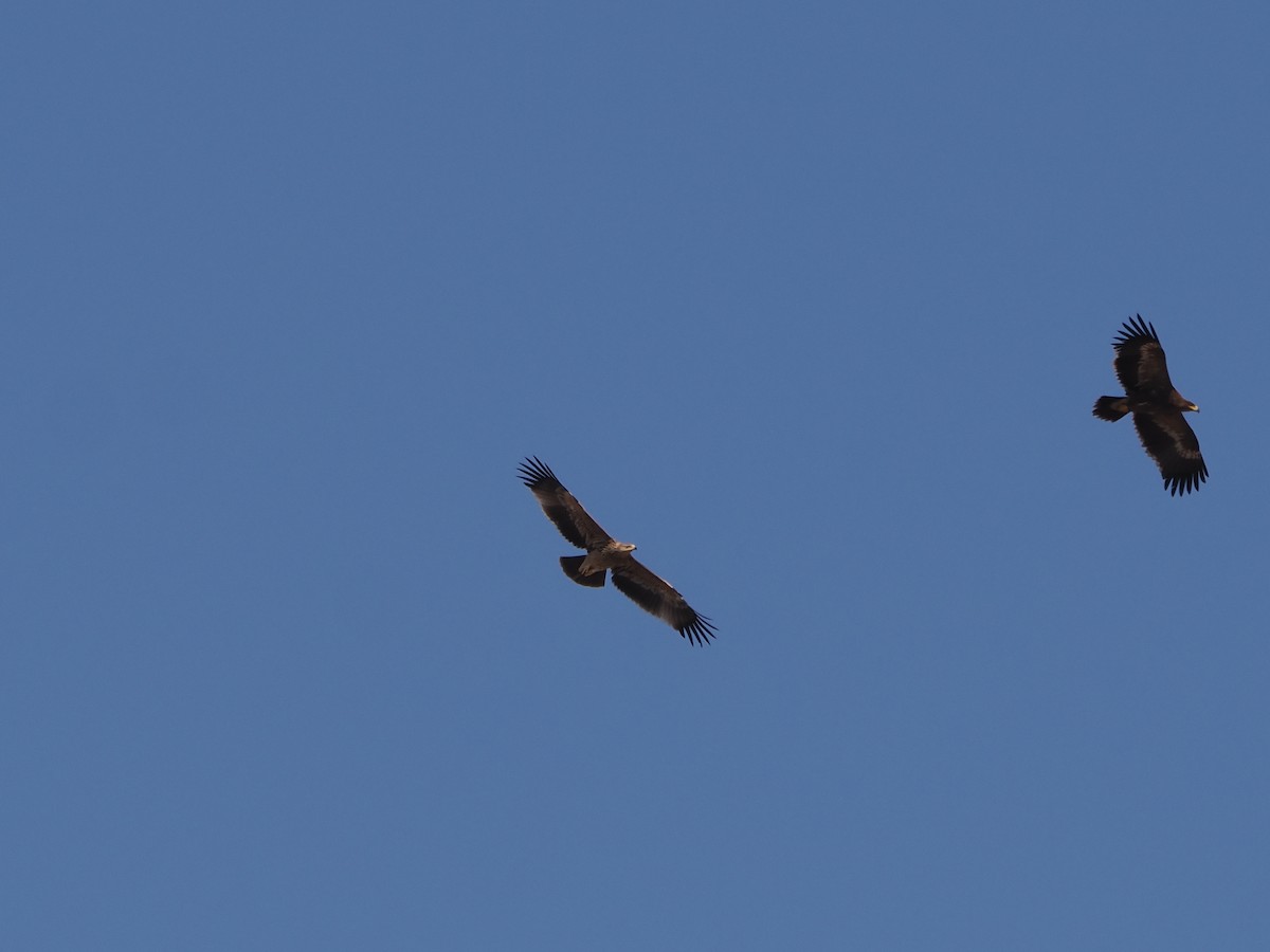 Imperial Eagle - ML646251875