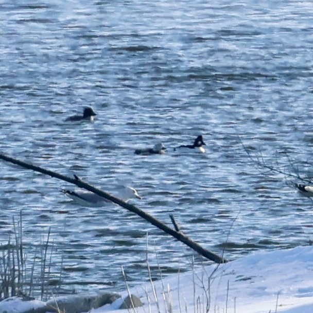 Long-tailed Duck - ML646251876