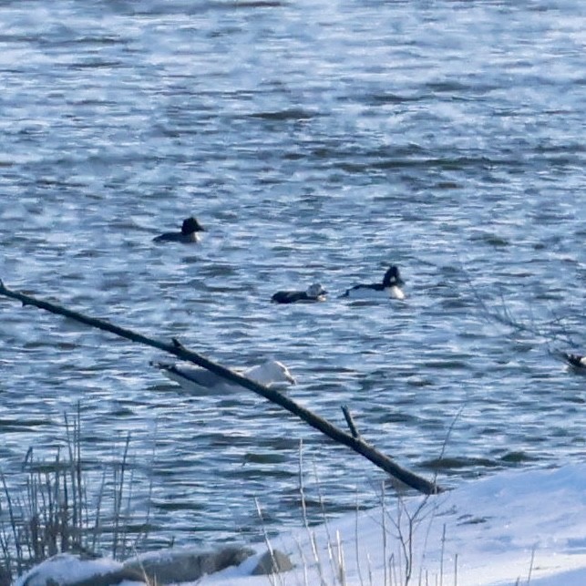 Long-tailed Duck - ML646251877