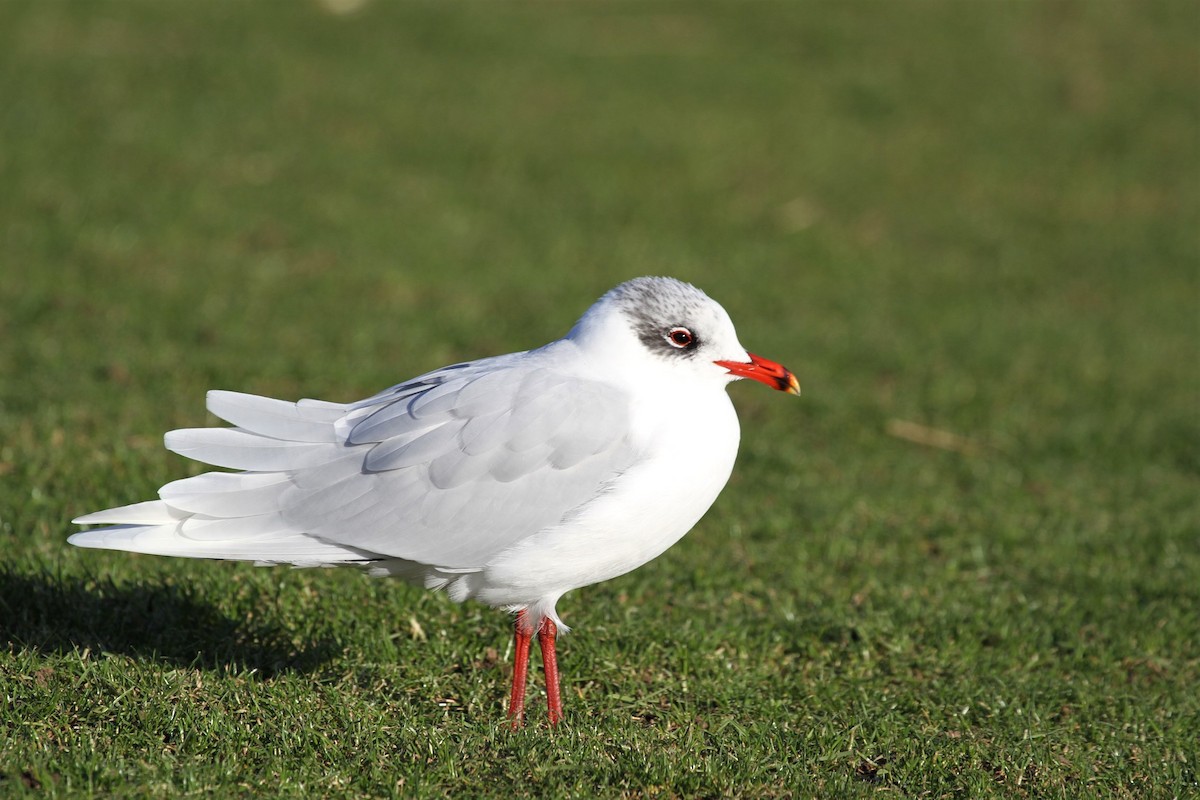 Mediterranean Gull - ML646251882