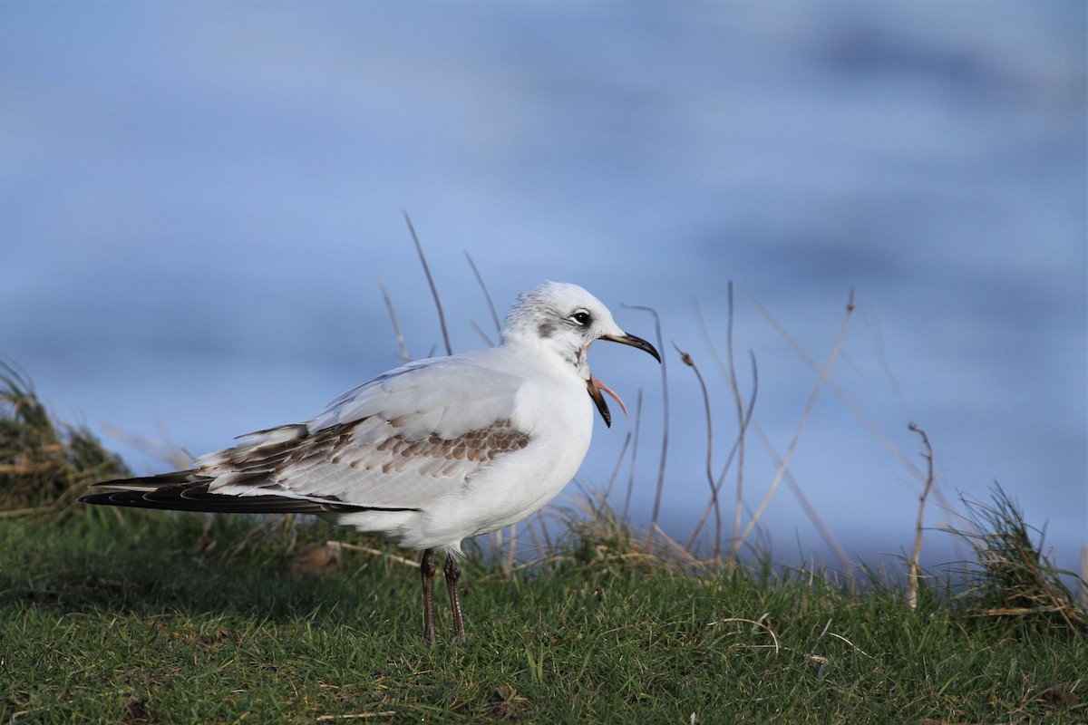Mediterranean Gull - ML646251883