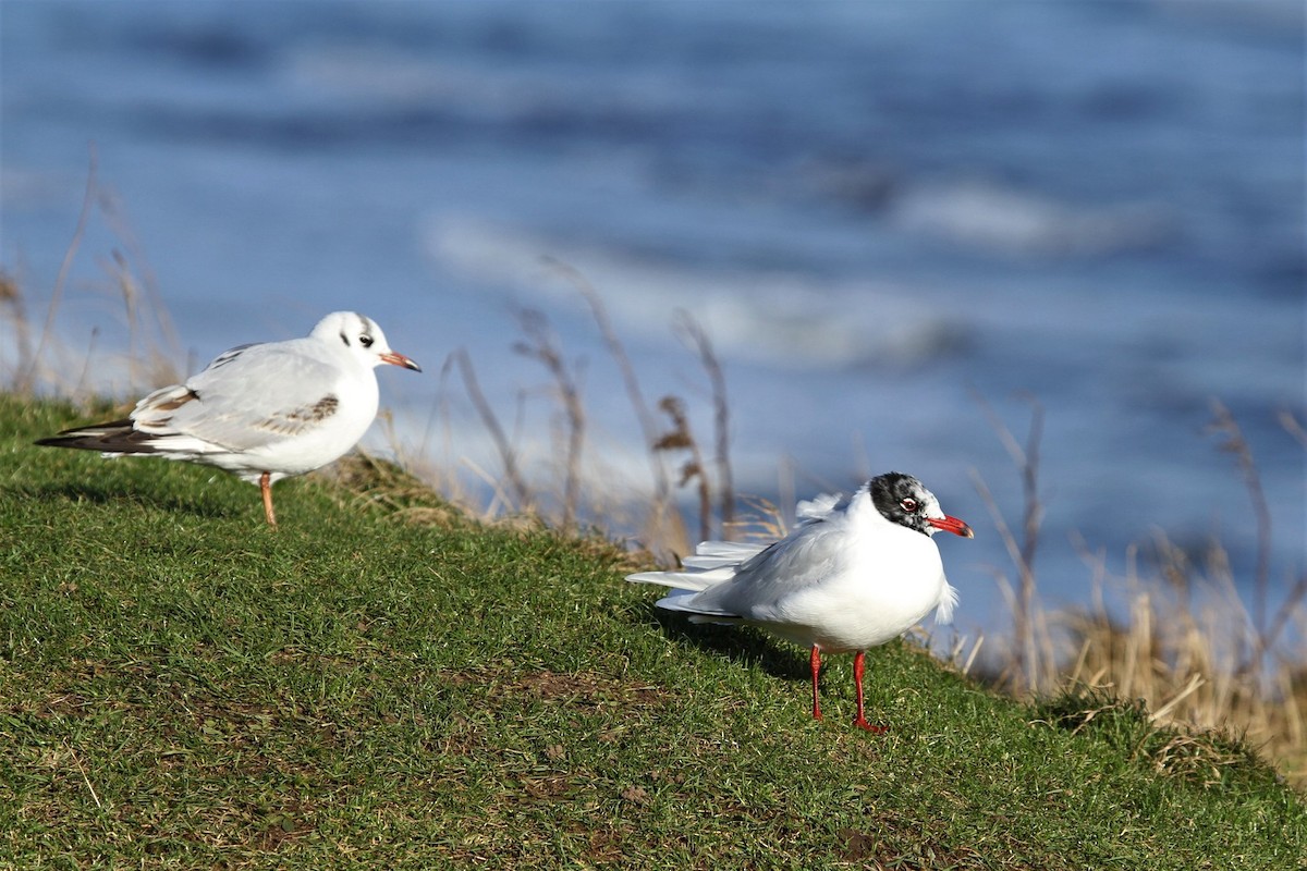 Mediterranean Gull - ML646251884