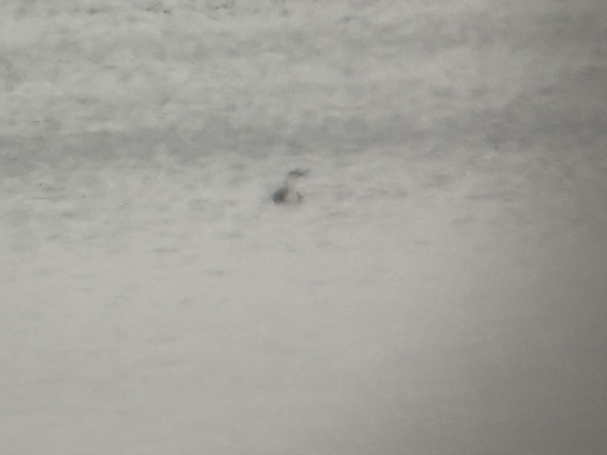 Aliota txikia - ML646251885