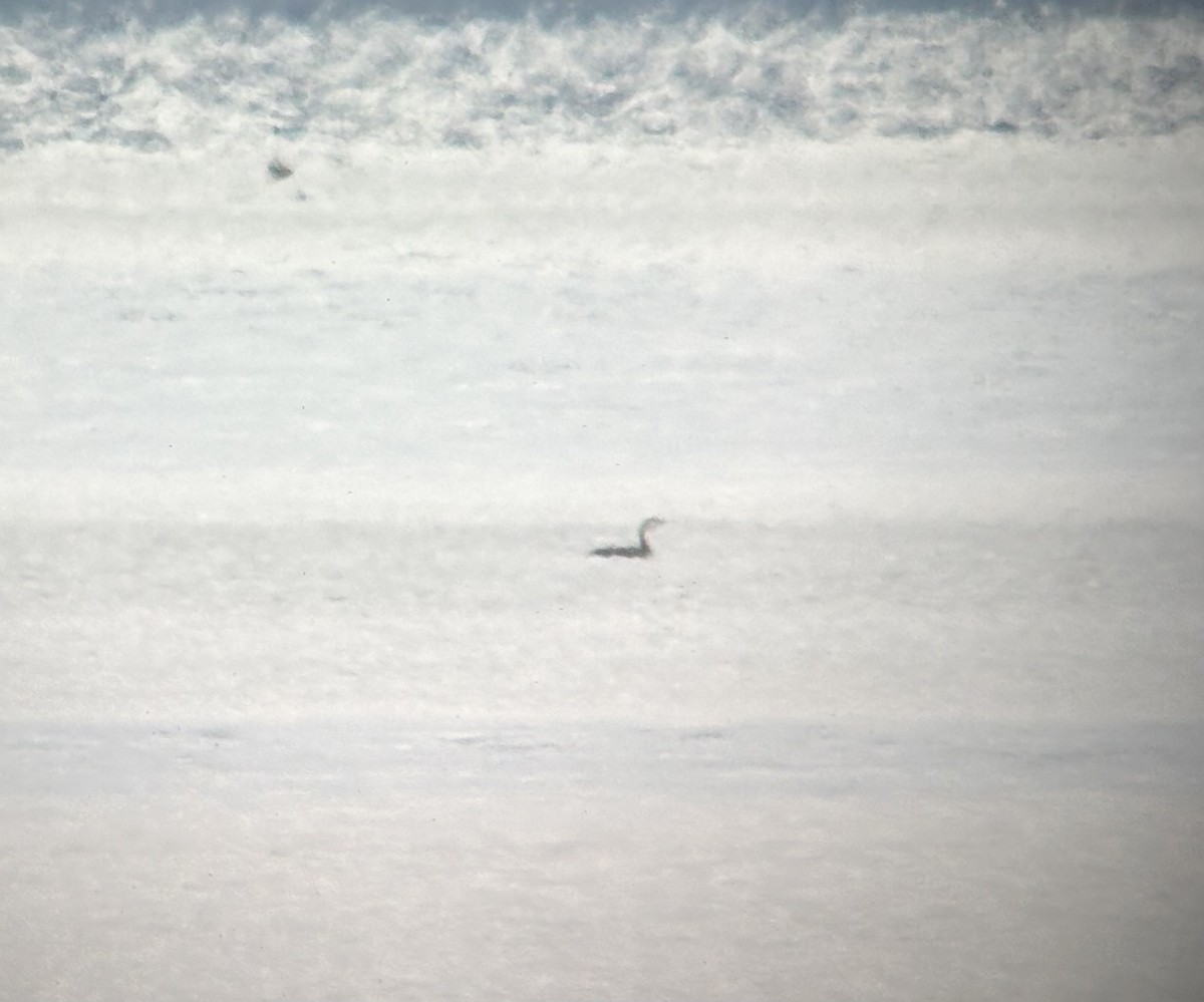 Aliota txikia - ML646251886