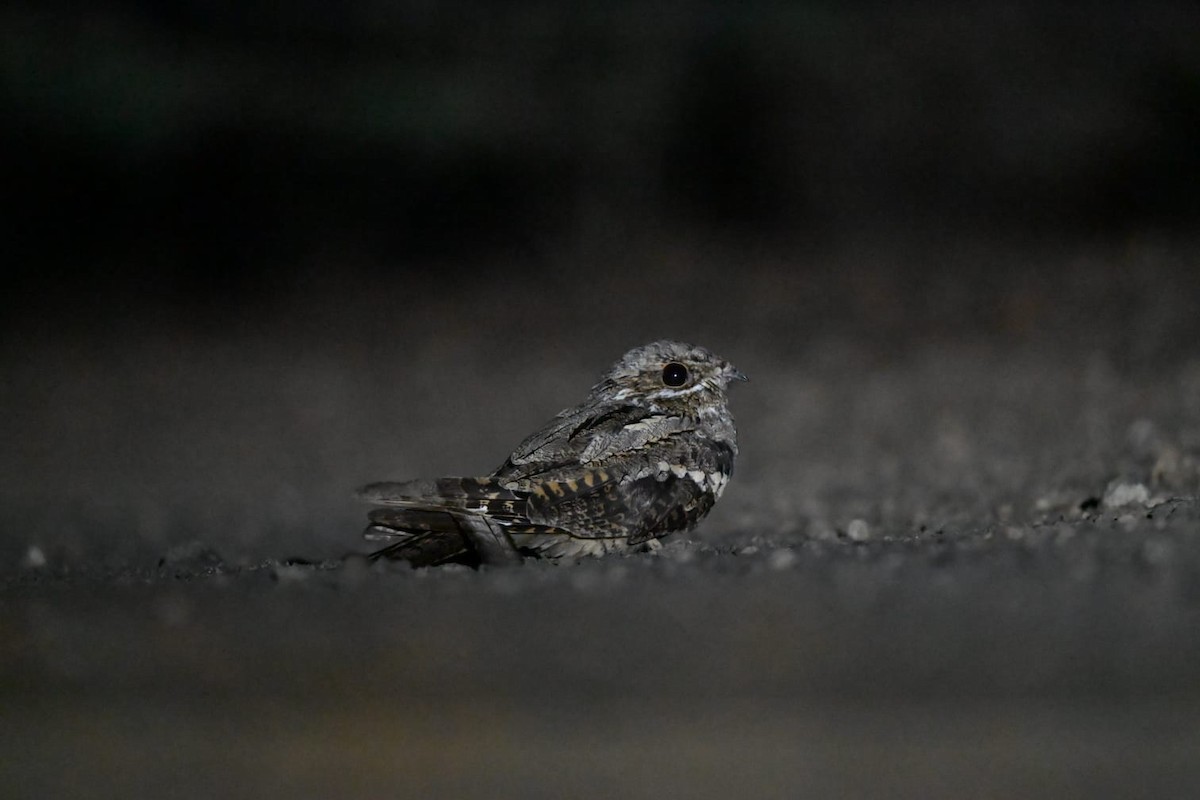 Eurasian Nightjar - ML646251887