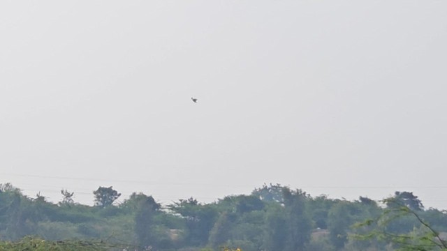 Pied Kingfisher - ML646251892