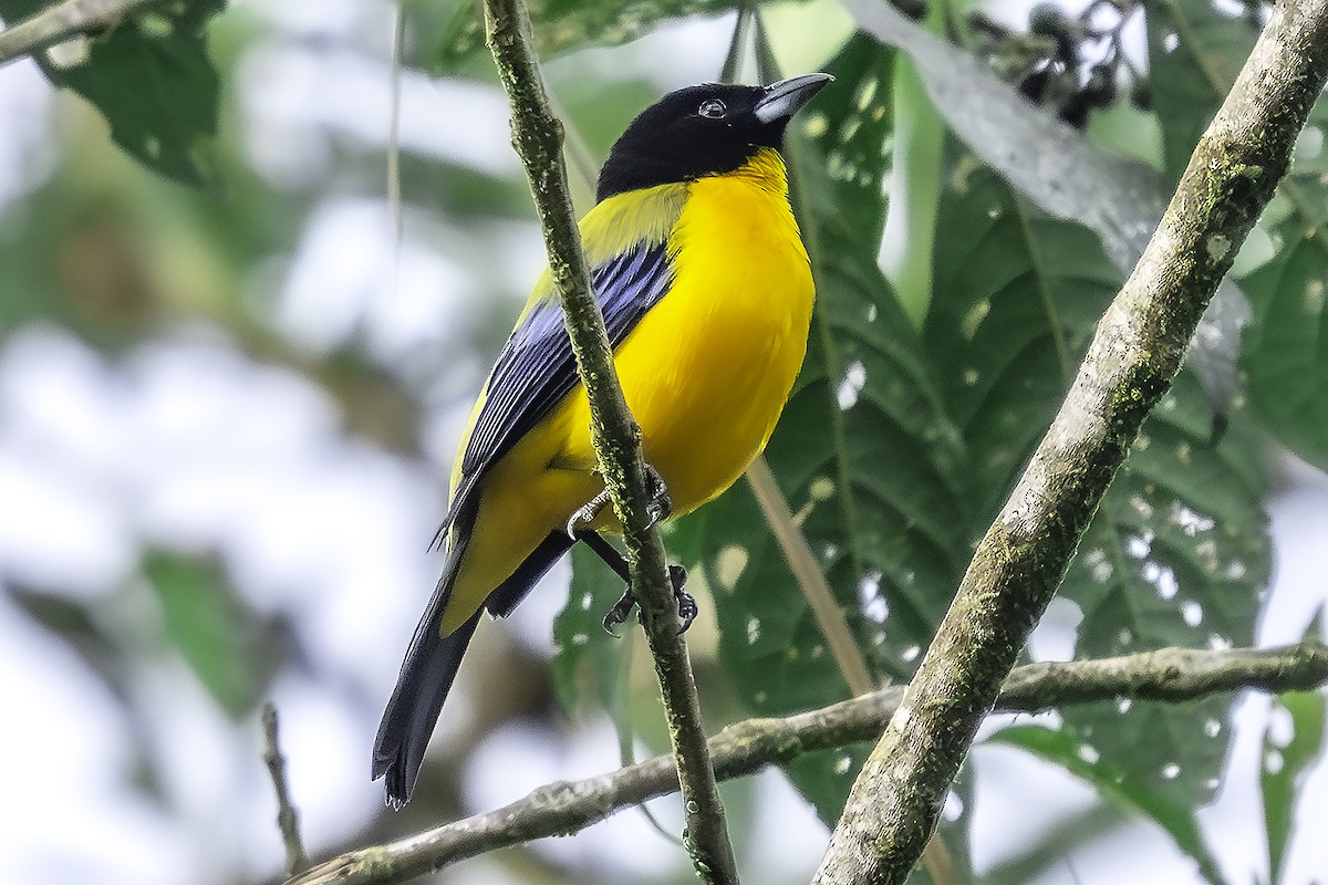 クロアゴヤマフウキンチョウ - ML646251902