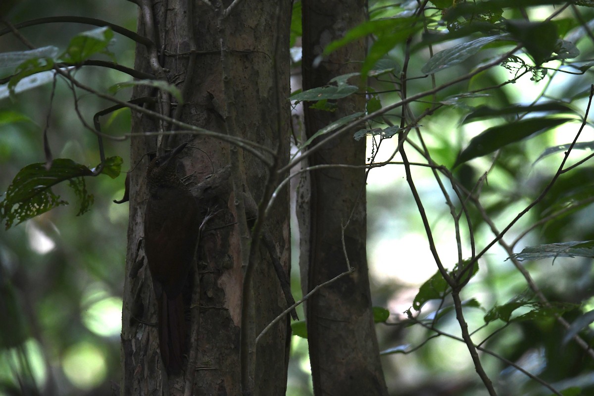 Дереволаз північний - ML646251905