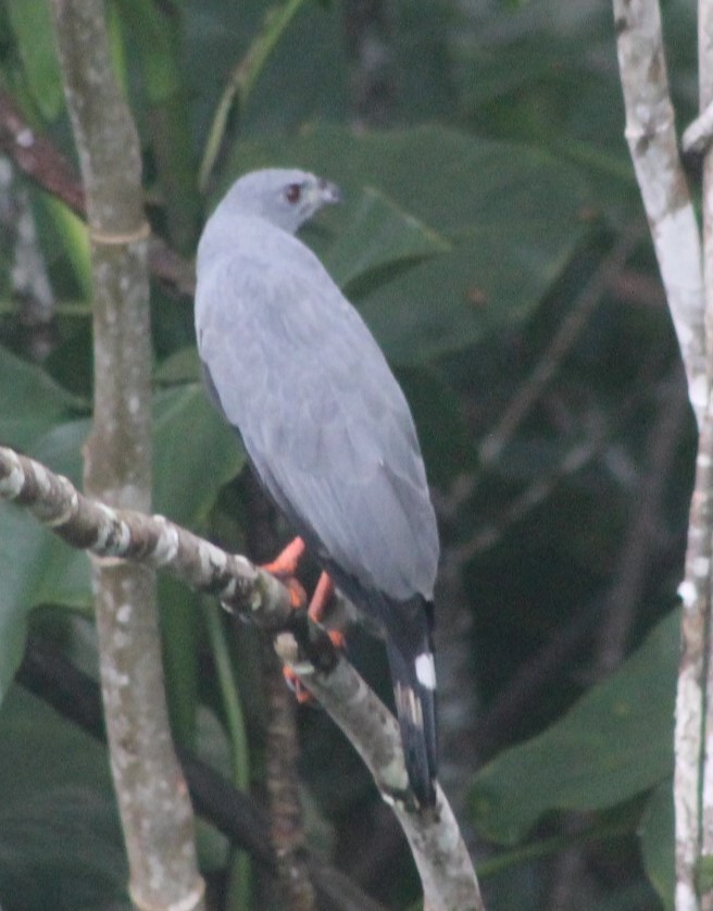 Crane Hawk - ML646251908