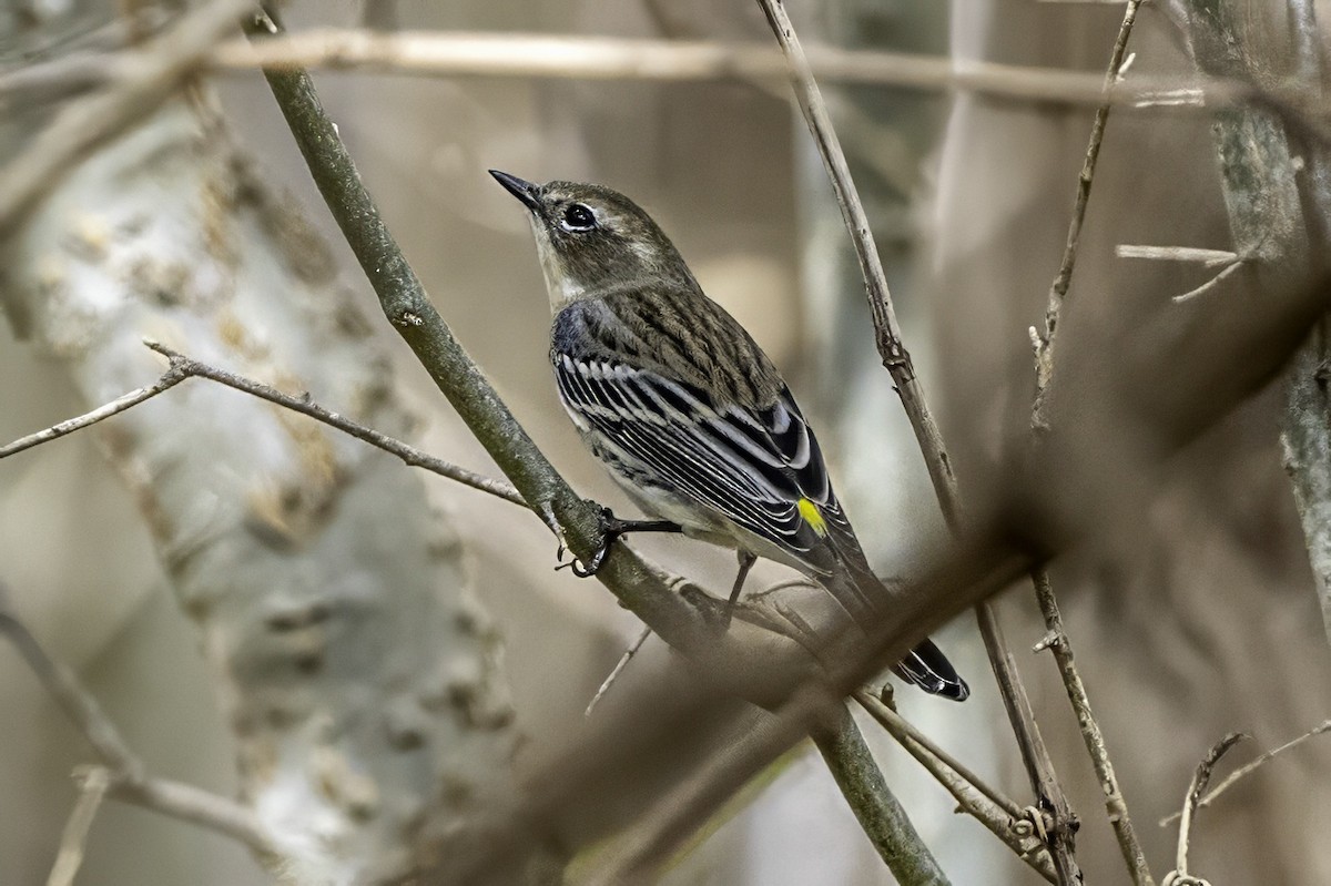 סבכון הכתר - ML646251909