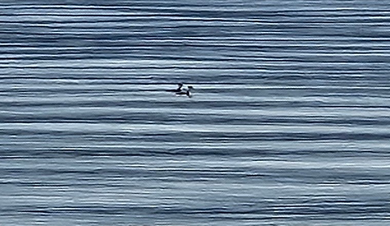 טבלן לבן-לחיים - ML646251911